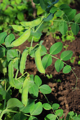 Peas.