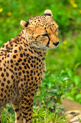 Cheetah