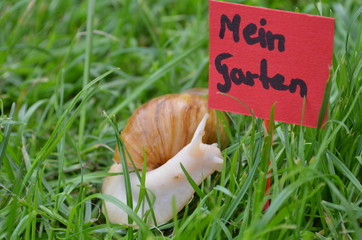 Achatina Fulia