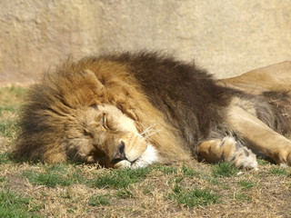 Close up of a sleeping lion's head.