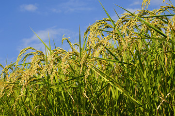 Naklejka premium 稲穂