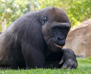 Gorilla