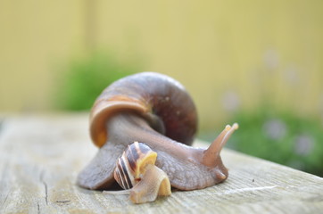 Achatina Fulica