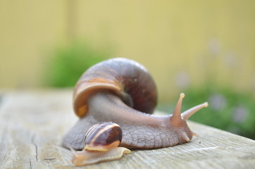 Schnecke