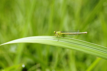 イトトンボ