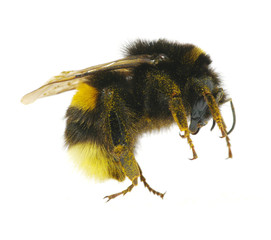 bumblebee