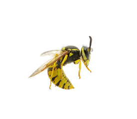 wasp