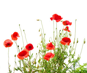 Obraz premium red poppies