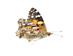 butterfly on white