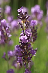 Lavender flowers