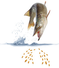 pike