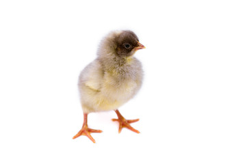 Cute little chicken