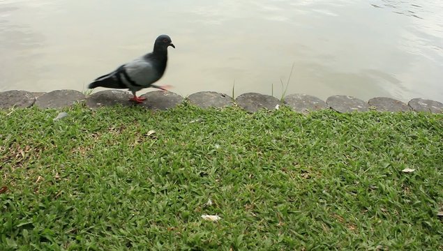 pigeon near pond