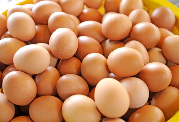 eggs