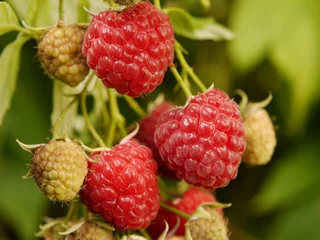 Himbeere (Rubus idaeus), Herbsthimbeere „Autumn Bliss“. © Barbara Gromadzki