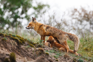 red fox with cubs