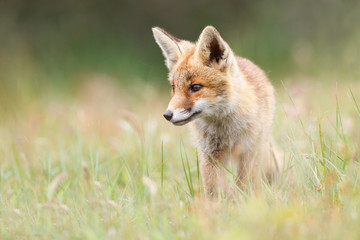young red fox