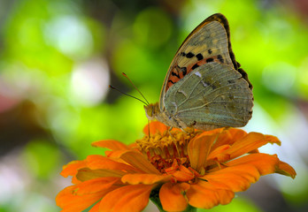 Butterfly on orange flower