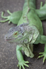 Iguana close up