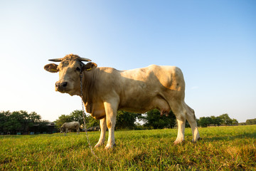 cow animal series