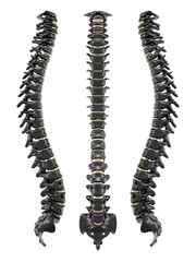 Spine black and golden