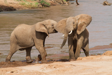 Fototapeta premium African Elephants Play Fighting in river