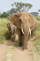 Fototapeta na wymiar Słonie afrykańskie pieszo w kierunku kamery que