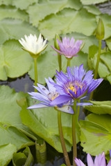 The beautiful lotus in pond