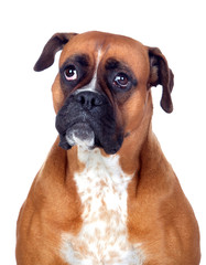 Beautiful Boxer dog
