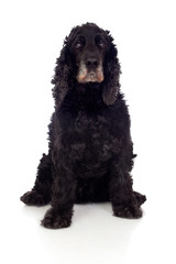 Beautiful black Cocker Spaniel