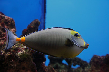 Obraz na płótnie Canvas Tropikalna ryba