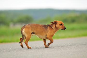 Dog Walking Down the Road