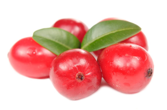 Large Cranberries with Green Leaves Isolated on White Background