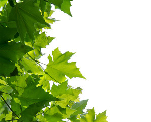Maple tree leaves isolated on white background