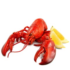 Roter Hummer mit Zitronen