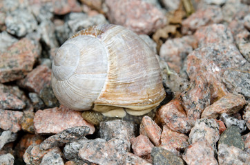 big snail hides between stones