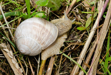 big snail on the run