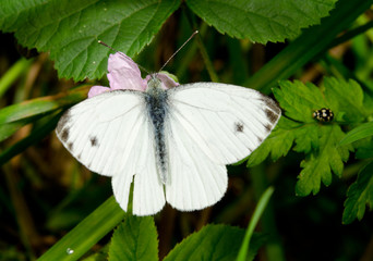 cabbage white portrait