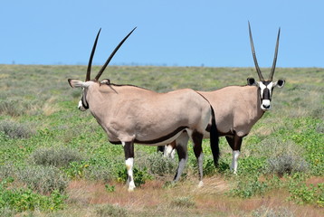 Obraz premium oryx gazelle in Etosha national park