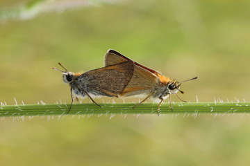 Dickkopffalter-Paarung