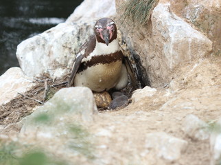 Obraz premium Weiblicher Humboldtpinguin mit frisch geschlüpftem Küken