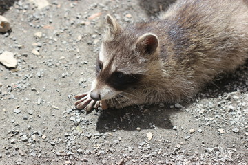 Waschbärbaby 