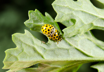 22-spot-ladybirds mating