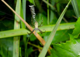wasp spider still young in typical zigzag web