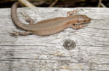 common lizard heats up on wooden fence