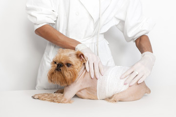 Veterinarian doctor and dog