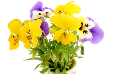 Pansies