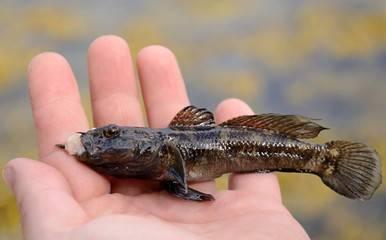 Round goby fishing trophy