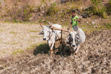 Indischer Bauer pflügt ein Feld mit zwei Ochsen vor dem Pflug