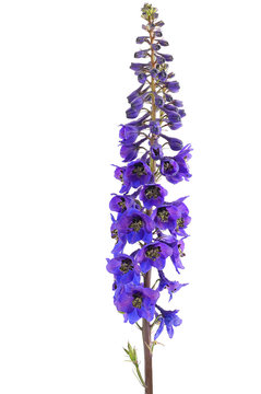 Delphinium Flower